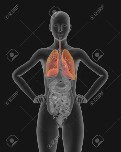 Легкие человека анатомия