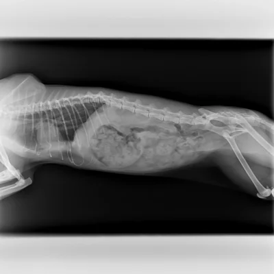 Пневмоторакс у собаки рентген