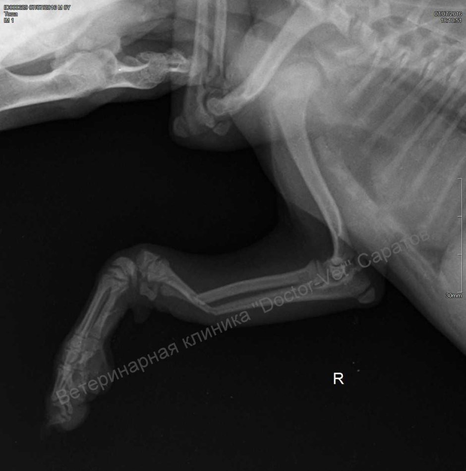 Локтевой сустав собаки рентген норма