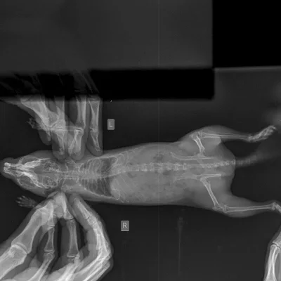 Скелет дегу