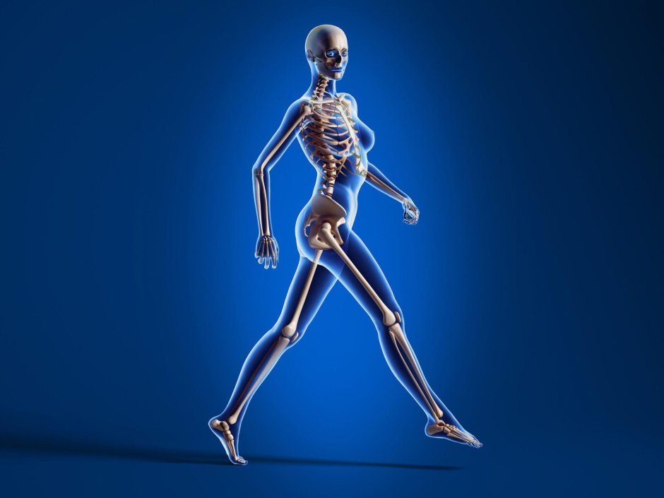 Скелет женщины