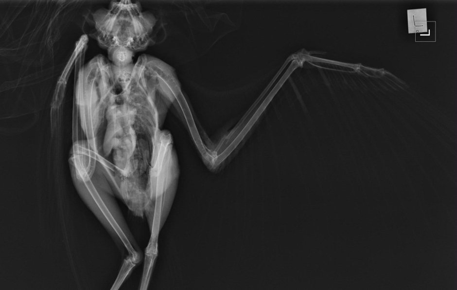 Рентген птицы