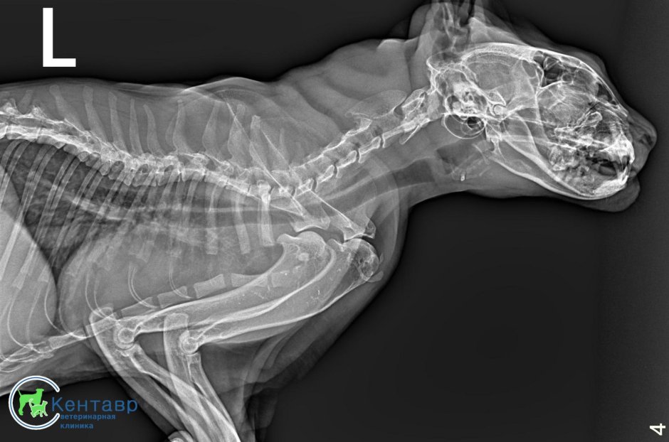Рентгенография животных