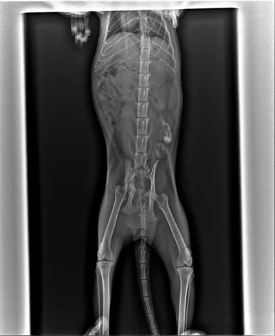 Перелом бедренной кости кошки рентген