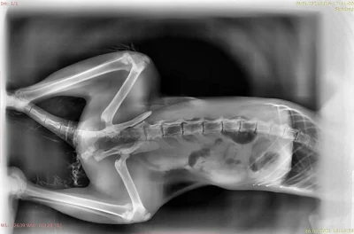 Рентген позвоночника собаки