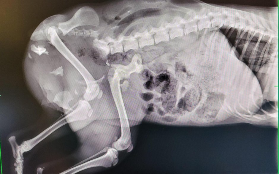 Рентген беременной собаки
