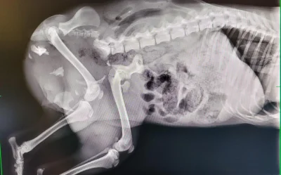 Рентген беременной собаки