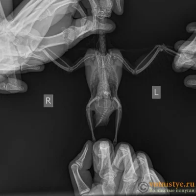 Рентген волнистого попугая