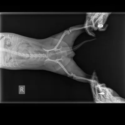 Перелом бедренной кости кошки рентген