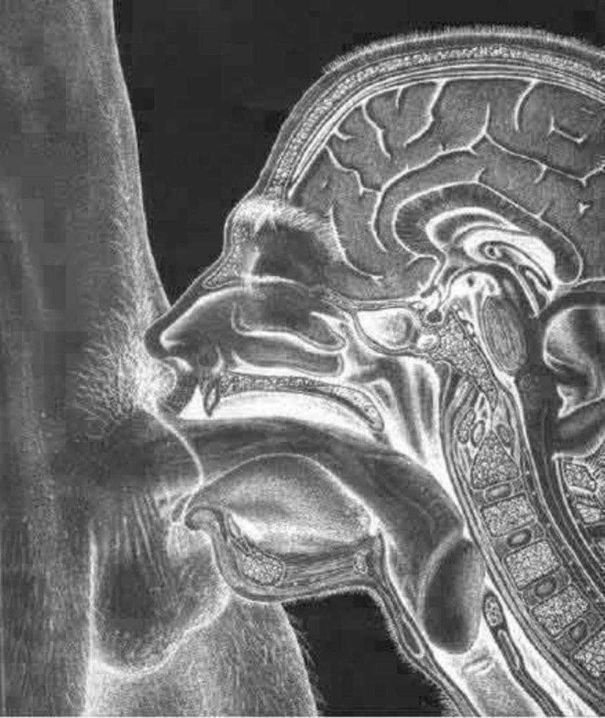 Рентгеновские снимки минета