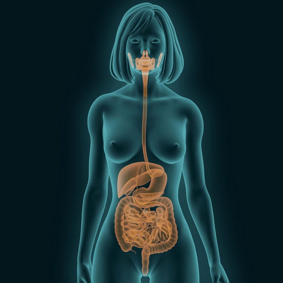 Пищеварительной системы человека