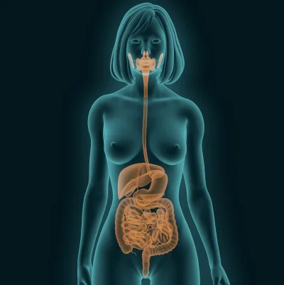 Пищеварительной системы человека
