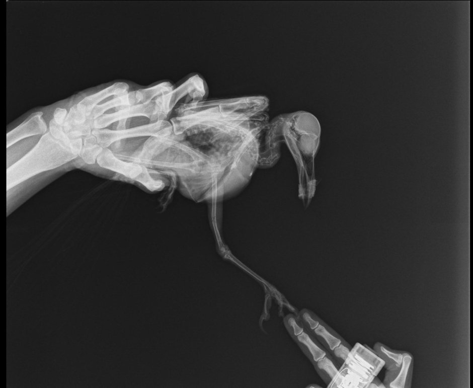 Снимок кошачьей лапы рентген