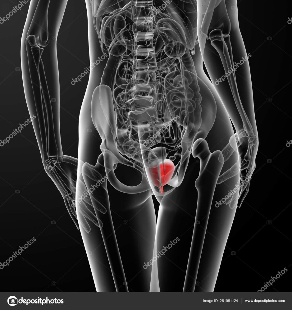 Анатомия женщин