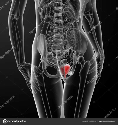 Анатомия женщин