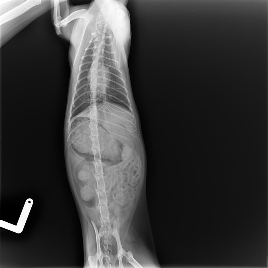 Рентген брюшной полости собаки