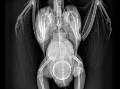 Рентген волнистого попугая