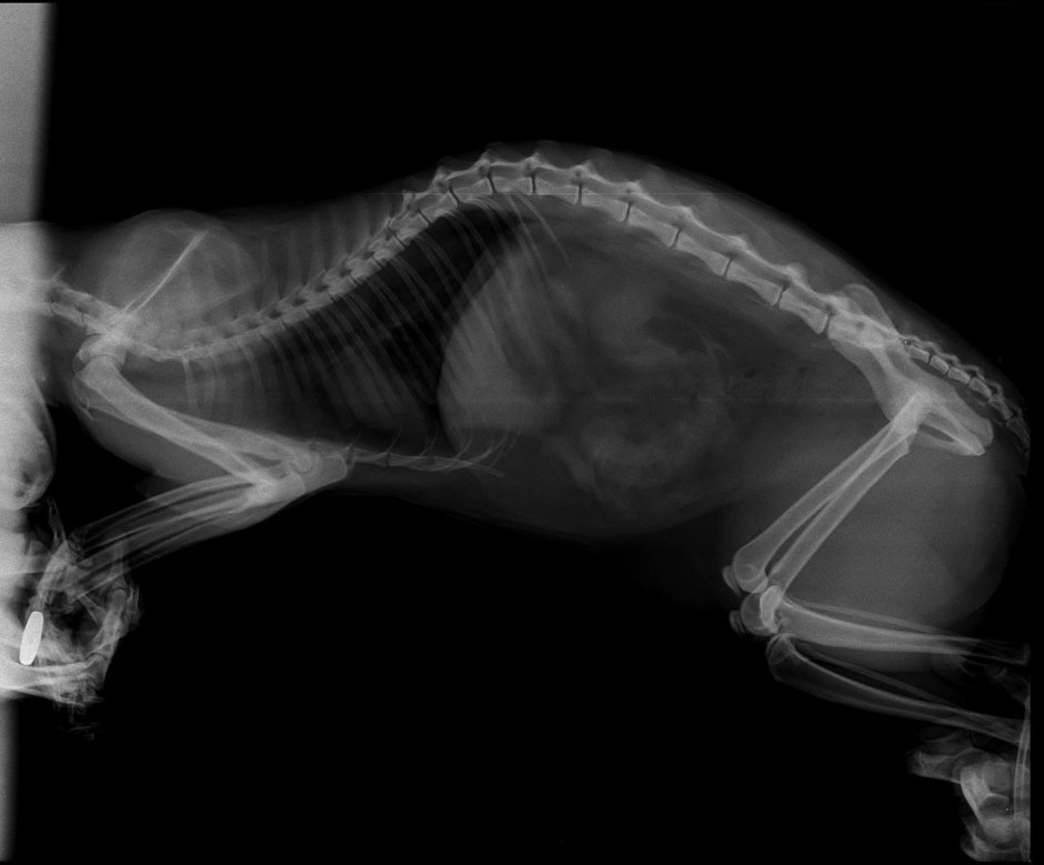 Пневмоторакс у собаки рентген