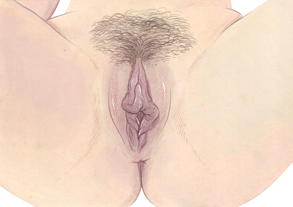 Расположение уретры и вагины