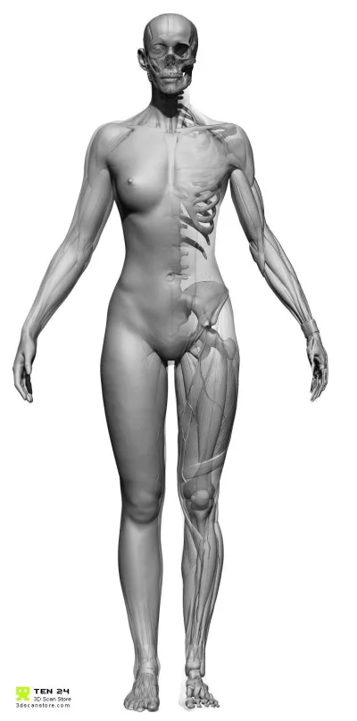 Анатомия женского тела