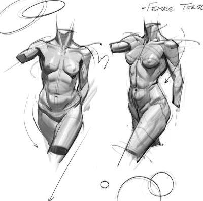 Анатомия тела рисунок