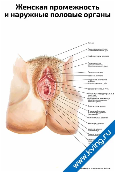 Строение женских половых органов