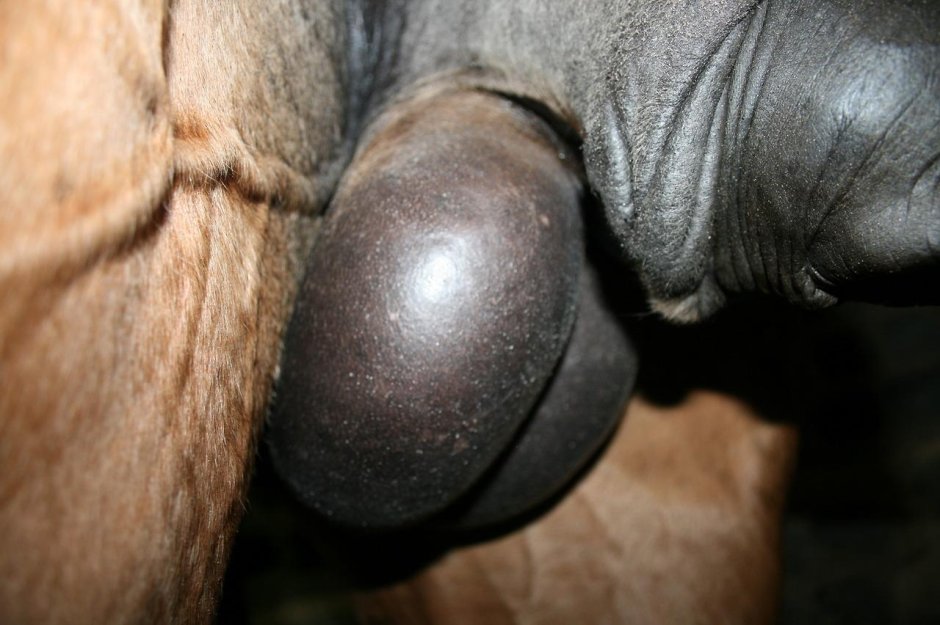 Вымя у кобылы