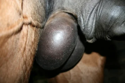 Вымя у кобылы