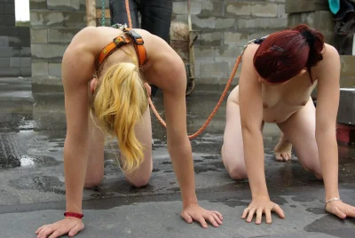 Собака на прогулке