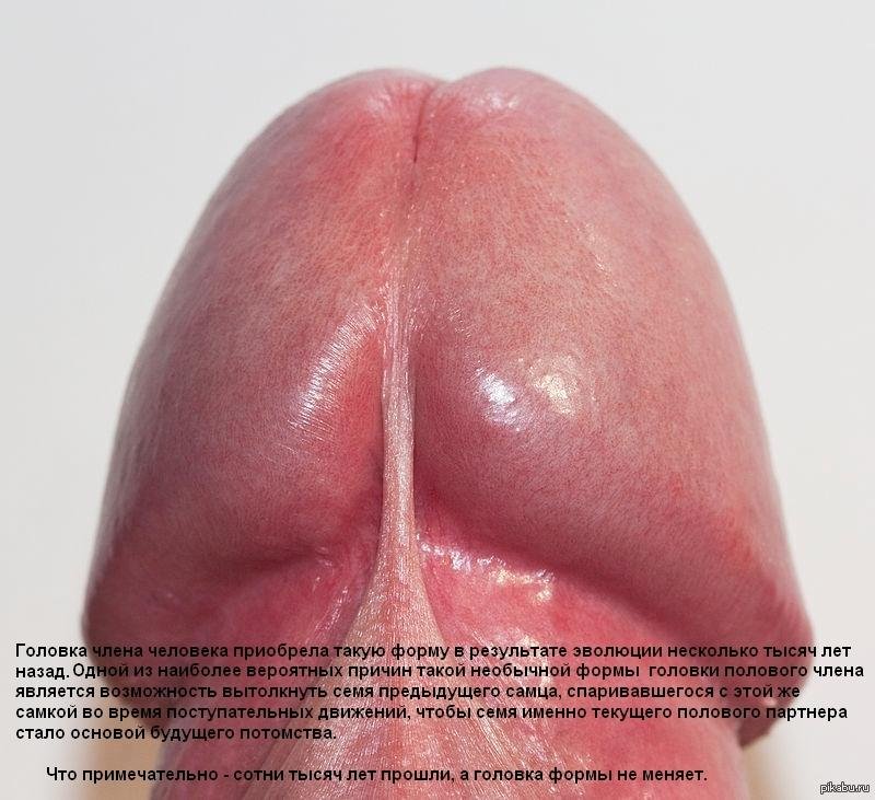 Уздечка полового члена