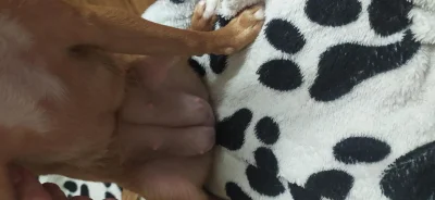 Ложная щенность у собак