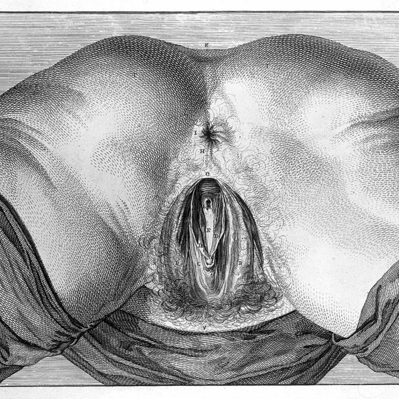 Вагина рисунок