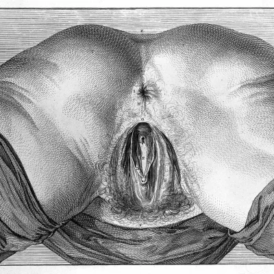 Вагина рисунок