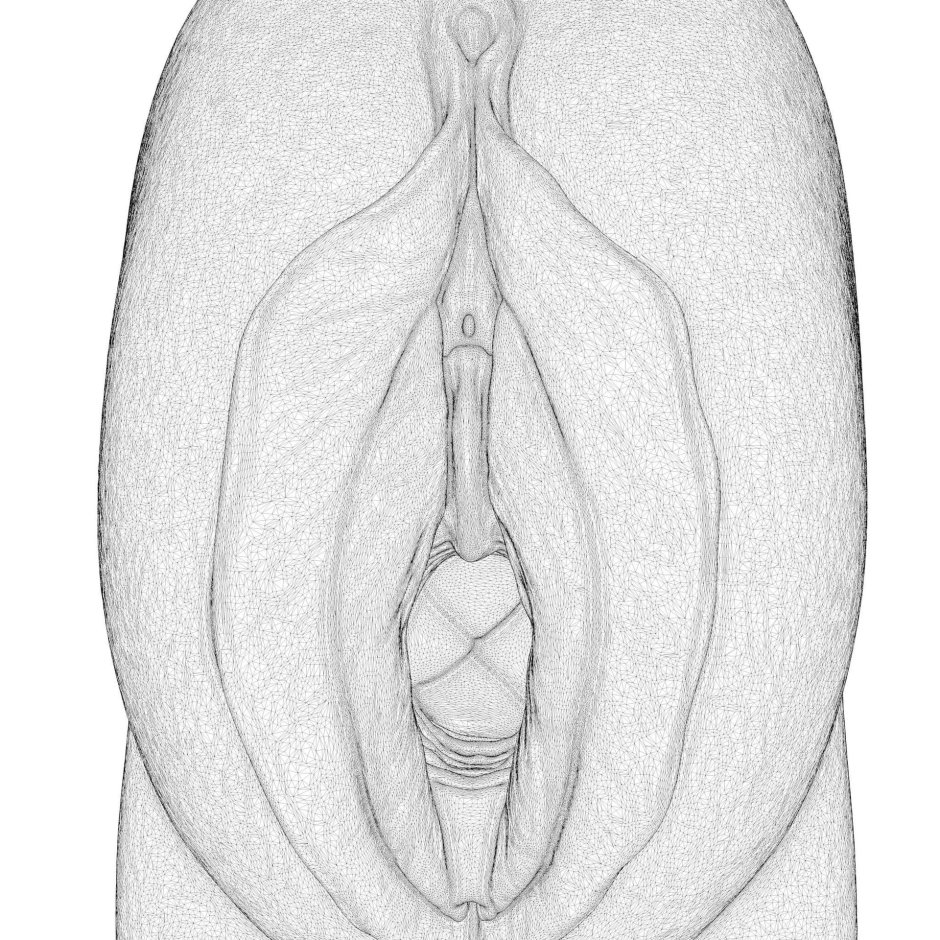 Рисунок влагалища