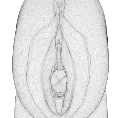 Рисунок влагалища