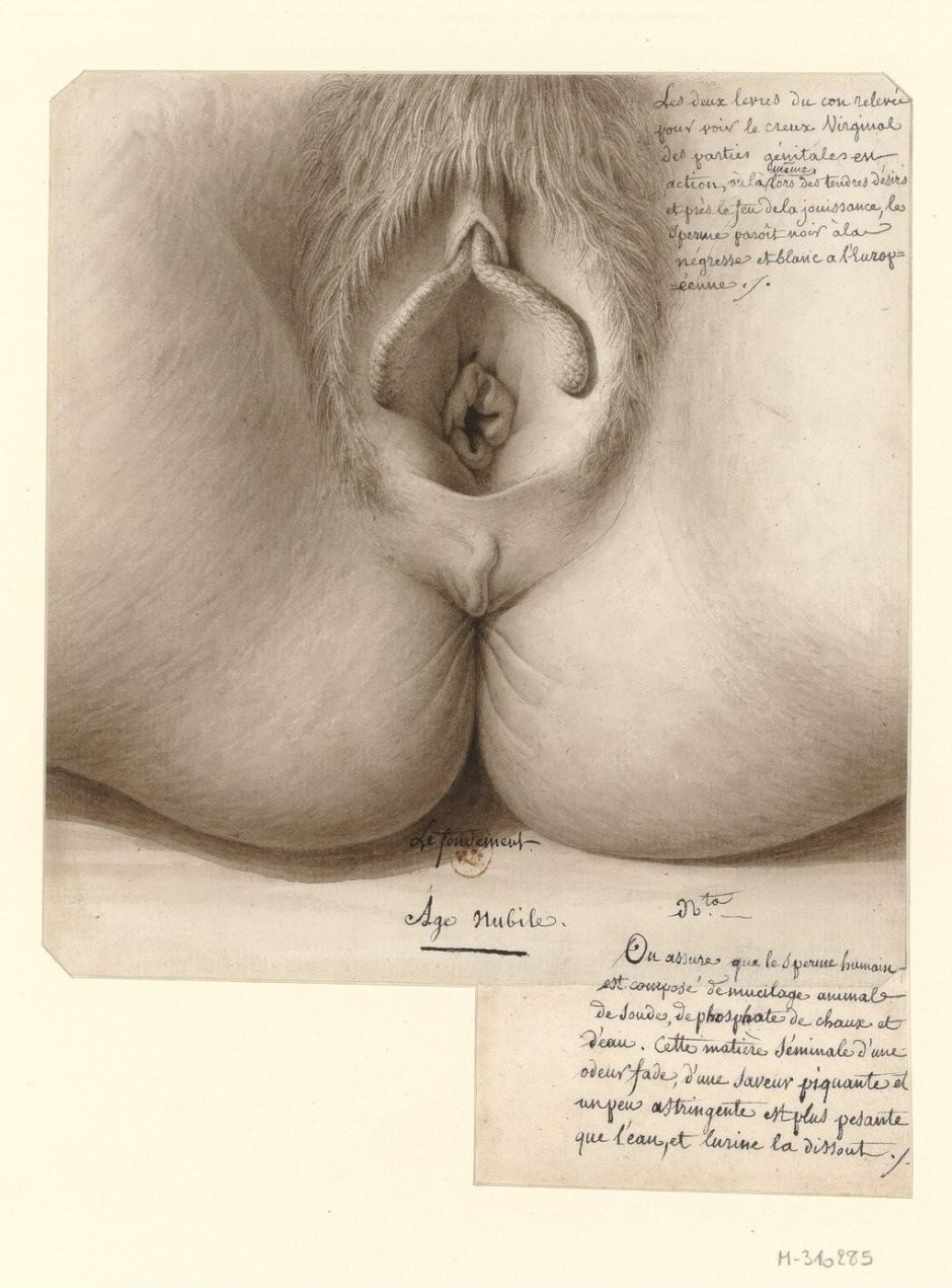 Картина вагина