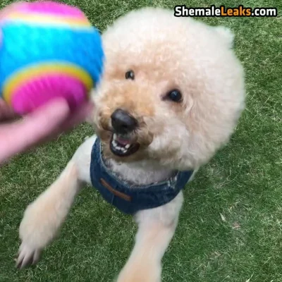 Собачки пудель