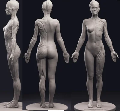 Анатомия человека 3 d