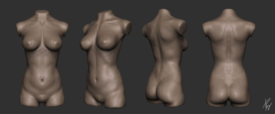 Женский торс референс