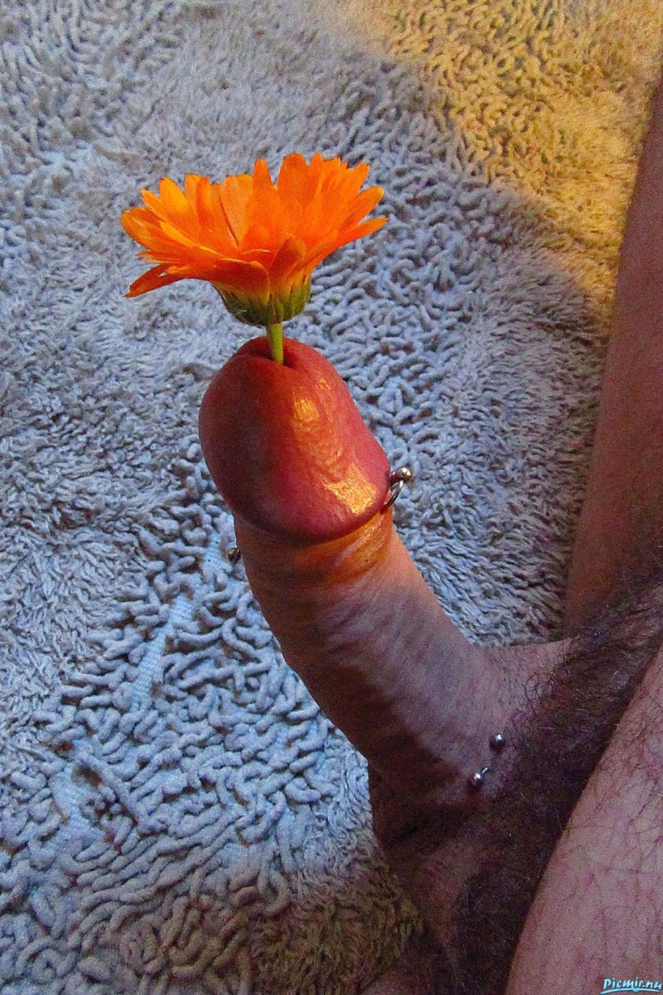 Растение календула