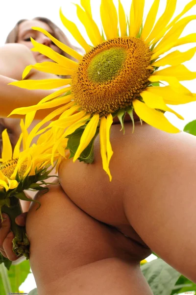 Голые девки в подсолнухах