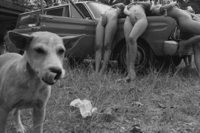 Эротические приколы с животными