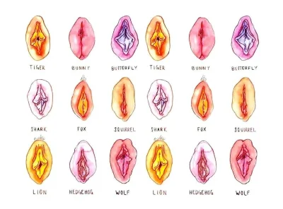 Женская вагина виды