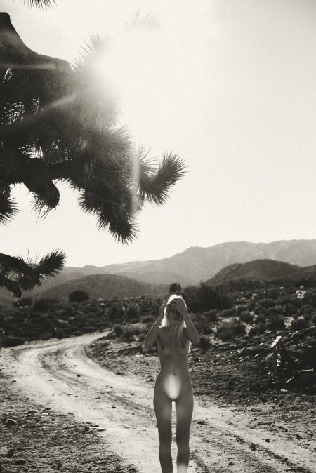 Joshua tree