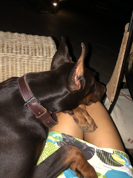 Doberman Pinscher