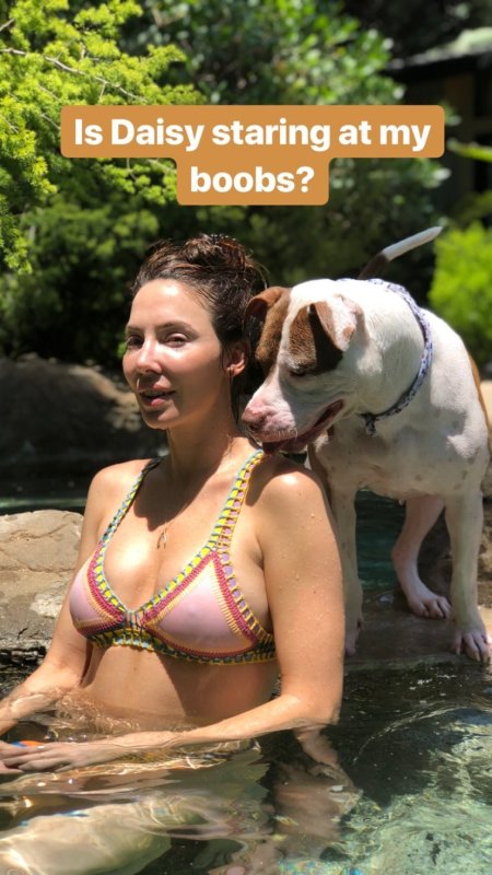 American Bulldog Dog
